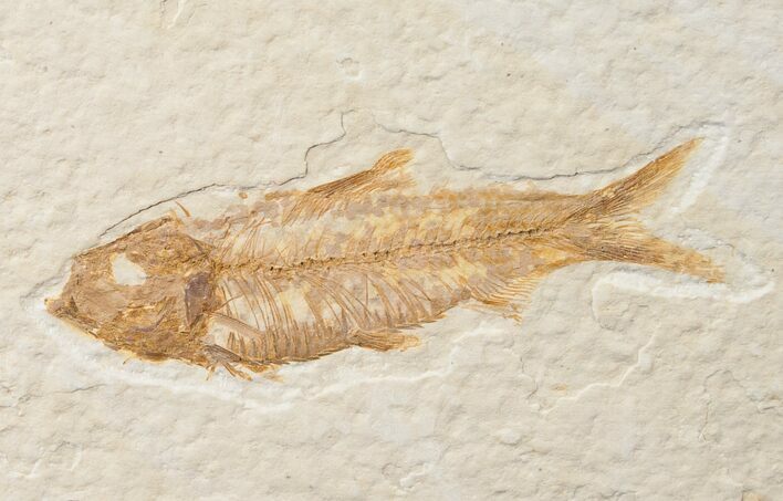 Bargain Knightia Fossil Fish - Wyoming #15981